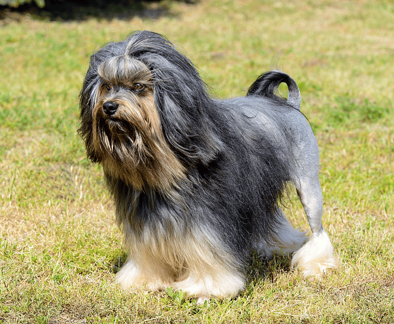 The Löwchen: Meet the "Little Lion Dog" with a Big Heart